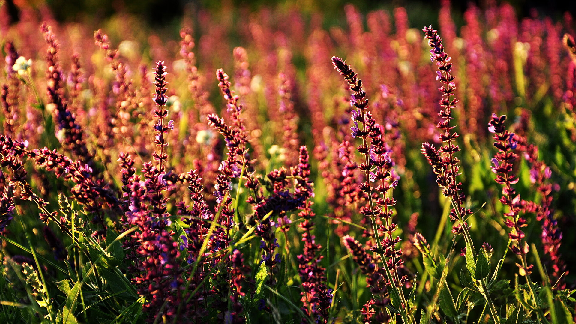 亚冠联赛国足战平 球员心理承受能力备受考验,亚冠中国足球